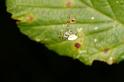 Misumena_vatia_D6072_Z_89_Les Gris_Frankrijk